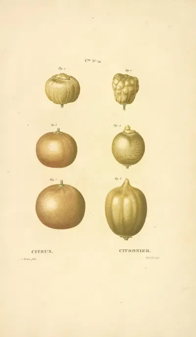 Citrus by Etienne Michel, 1816 — digital art print download