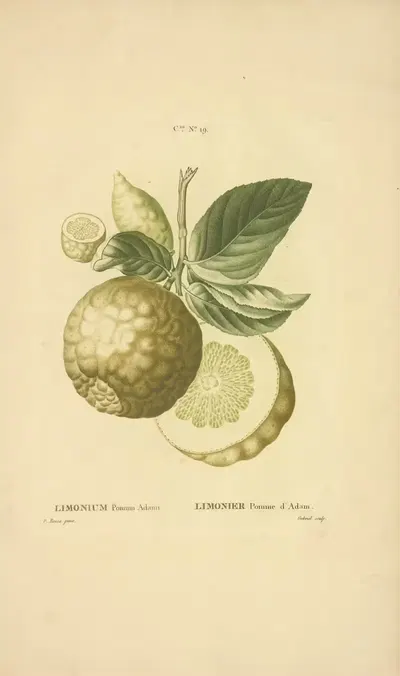 Limonium Pomum Adami by Etienne Michel, 1816 — digital art print download