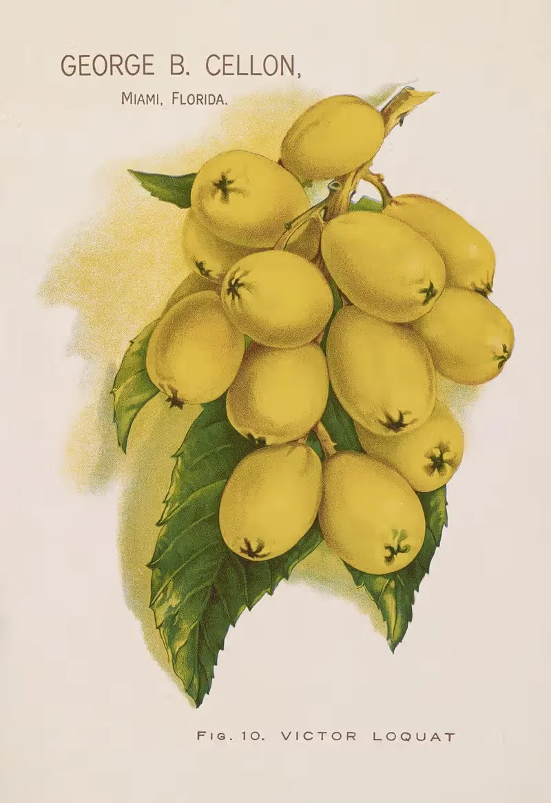 Victor Loquat by George B. Cellon, 1910 — digital art print download