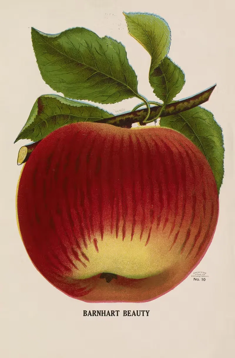 Barnhart Beauty by Gold Nursery Company, 1928 — digital art print download