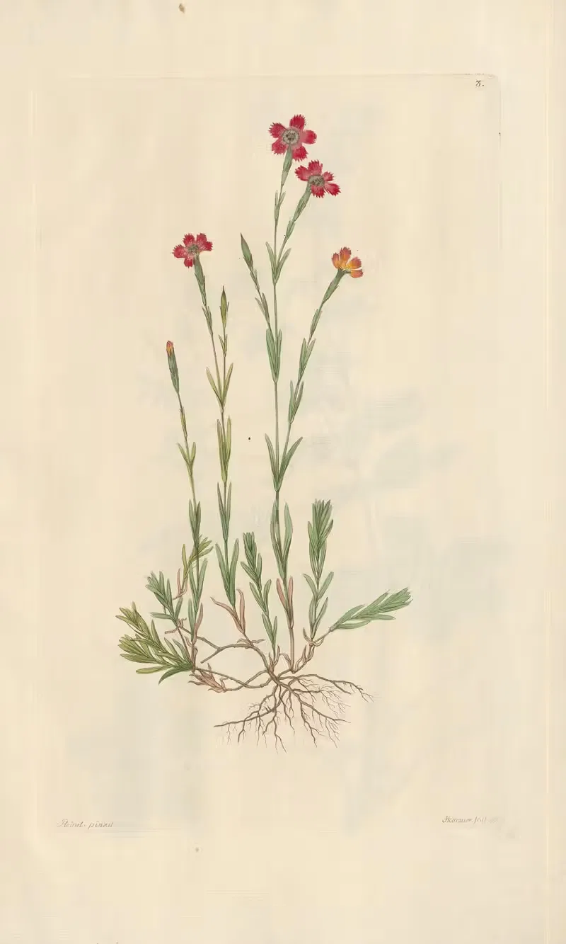 Dianthus deltoides by Leopold Trattinnick, 1819 — digital art print download
