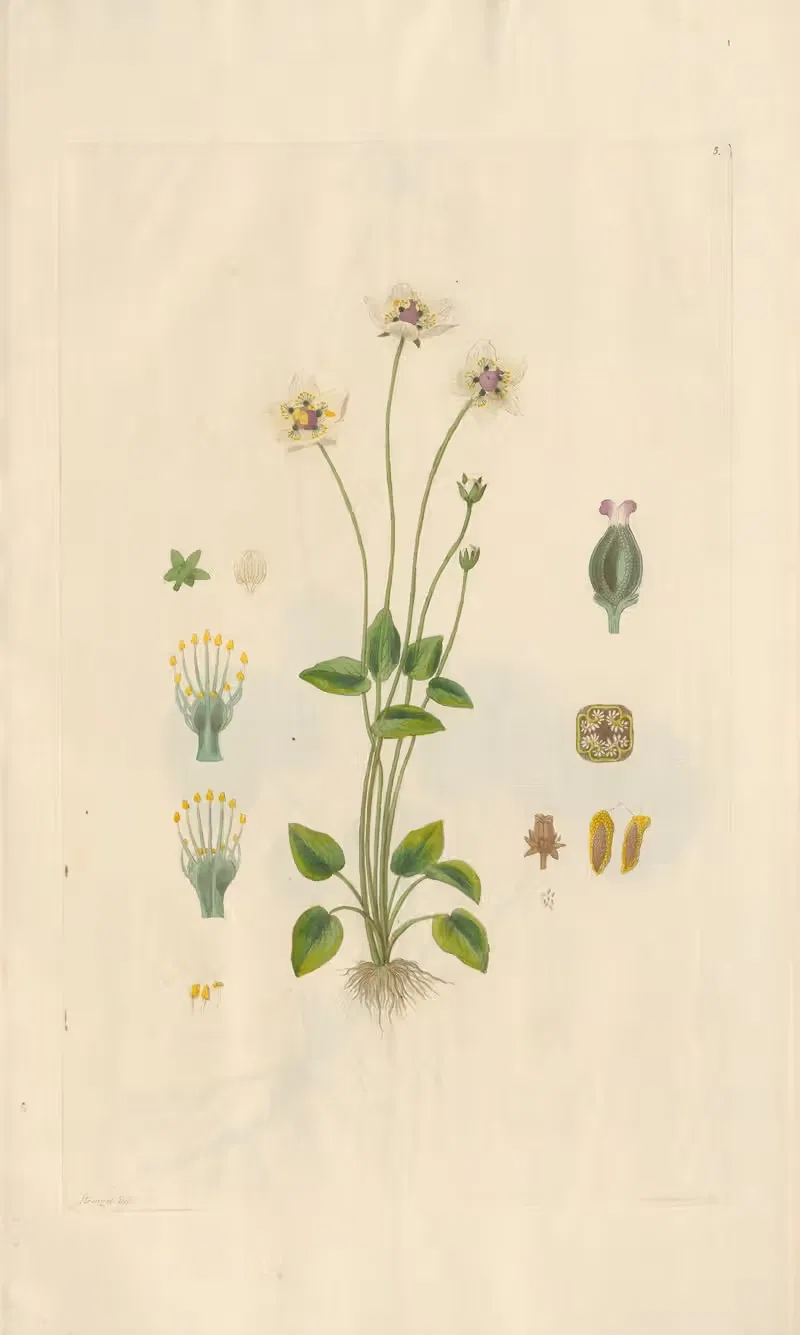 Parnassia palustris by Leopold Trattinnick, 1819 — digital art print download