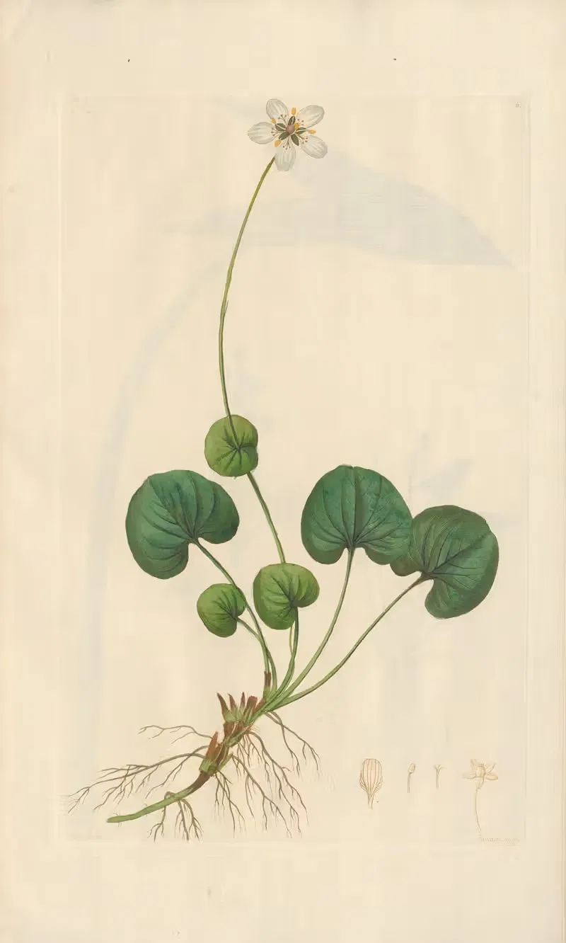 Parnassia asarifolia by Leopold Trattinnick, 1819 — digital art print download