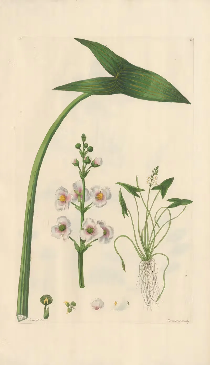 Sagittaria sagittifolia by Leopold Trattinnick, 1819 — digital art print download