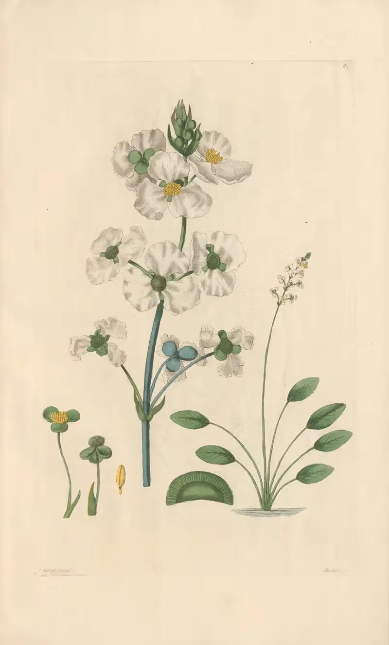 Sagittaria lancifolia by Leopold Trattinnick, 1819 — digital art print download