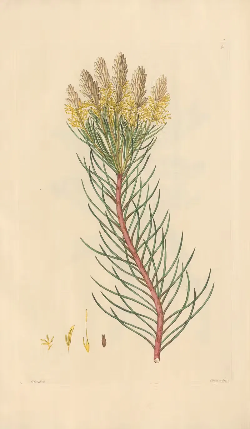 Aulax pinifolia by Leopold Trattinnick, 1819 — digital art print download