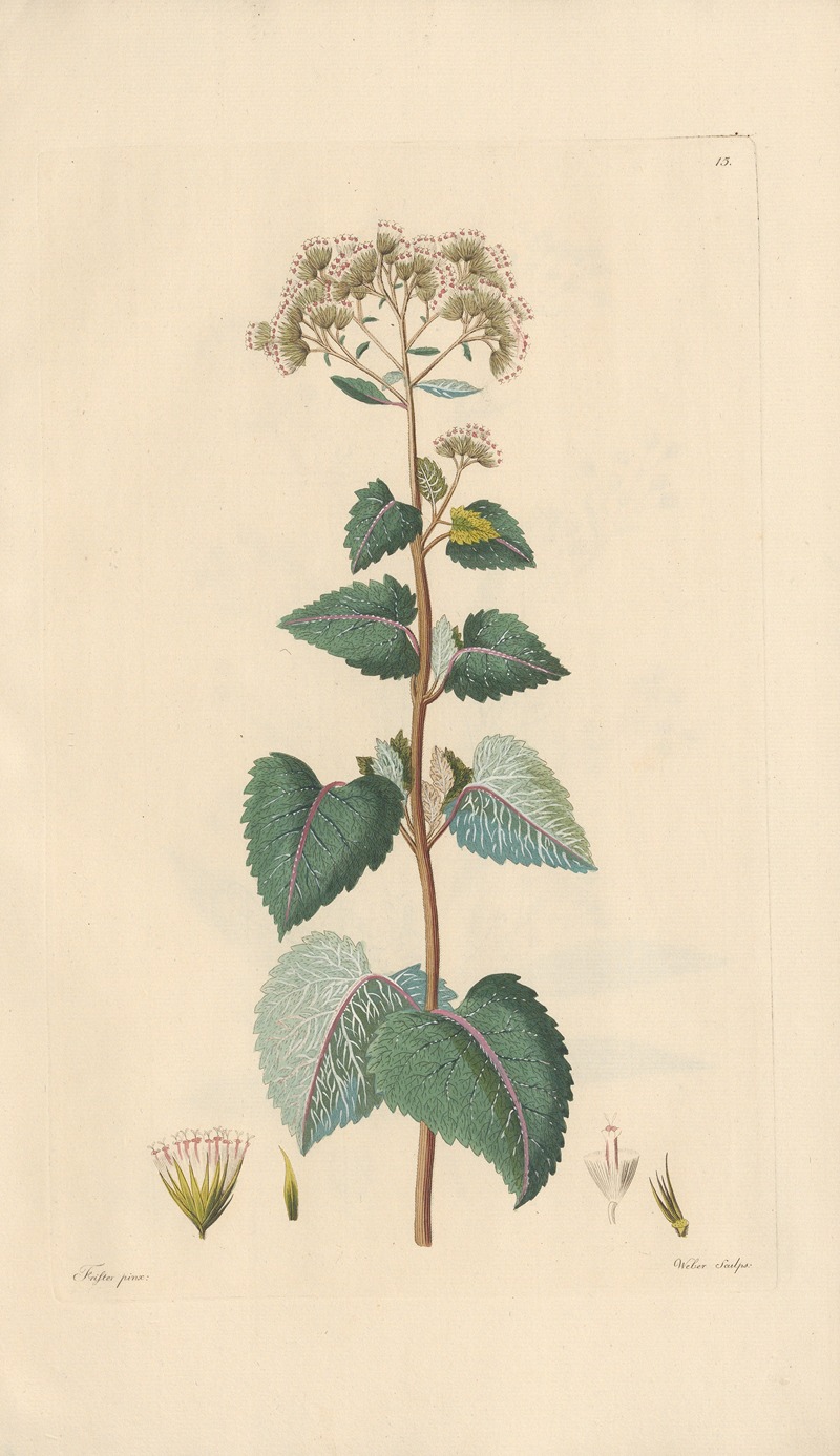 Eupatorium urticaefolium by Leopold Trattinnick, 1819 — digital art print download