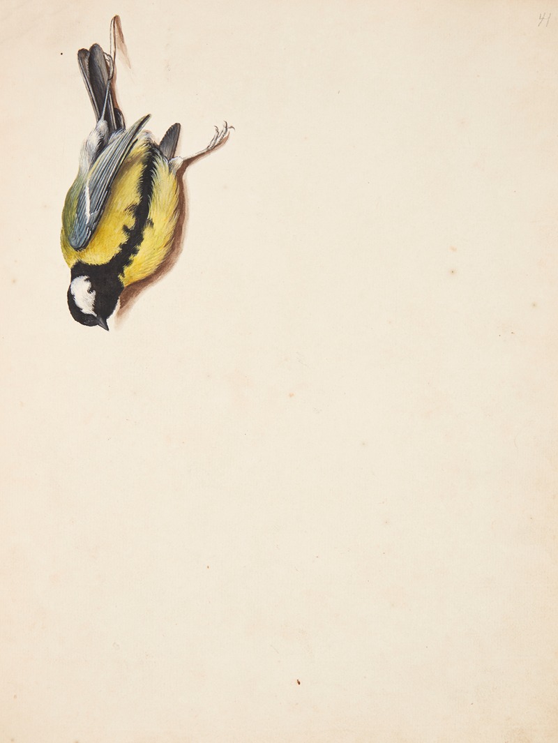 Studie af død musvit by Johanna Fosie, 1759 — digital art print download