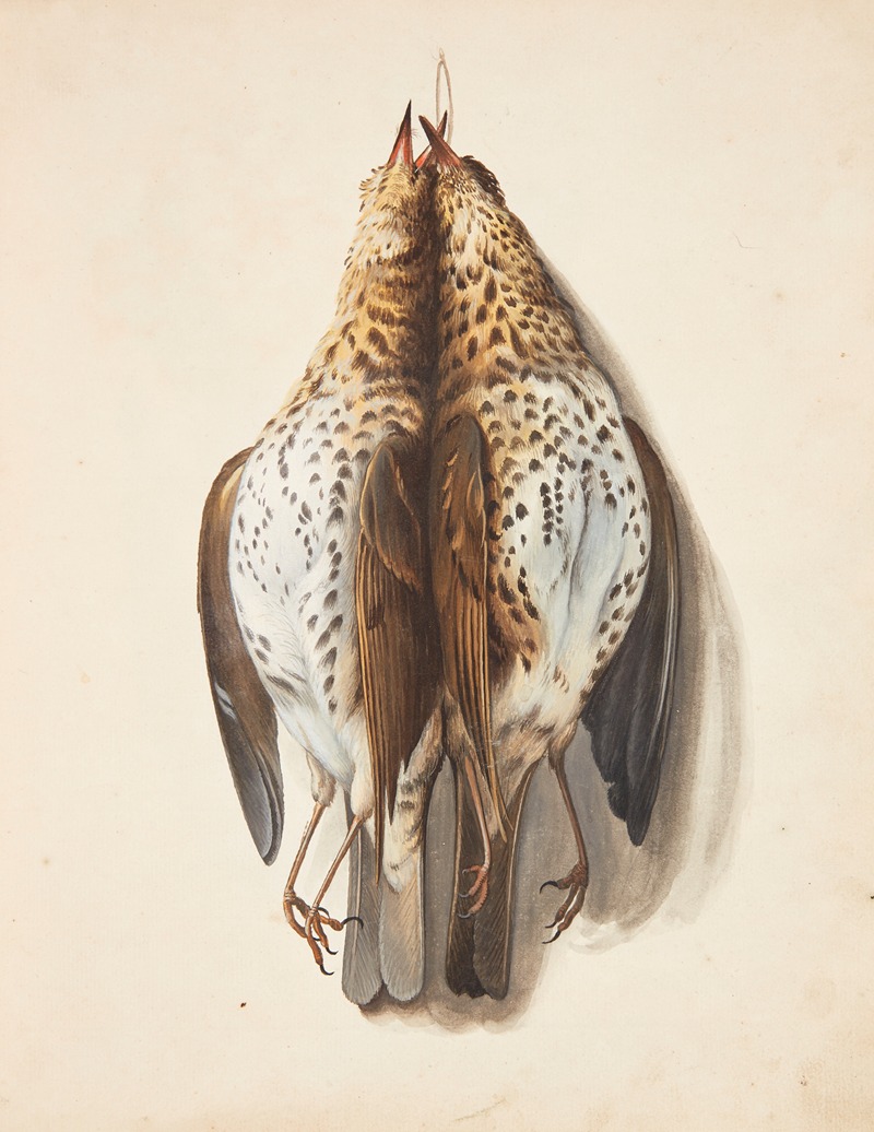 Studie af to døde sangdrosler by Johanna Fosie, 1753 — digital art print download