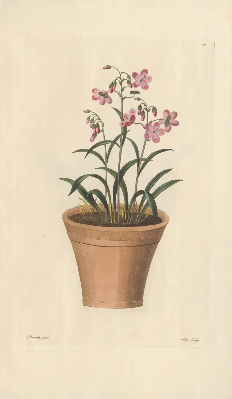Claytonia virginica by Leopold Trattinnick, 1819 — digital art print download