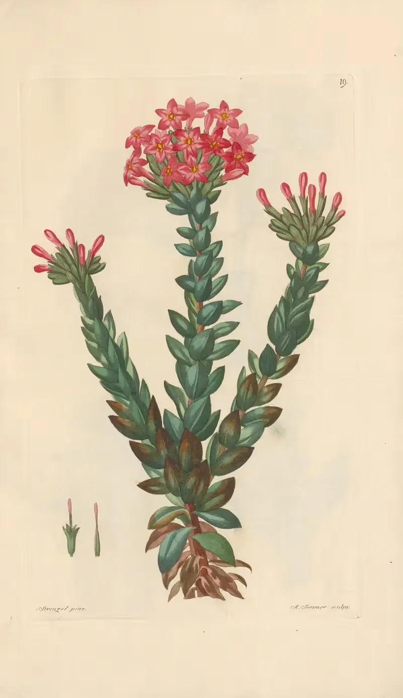Dietrichia coccinea by Leopold Trattinnick, 1819 — digital art print download