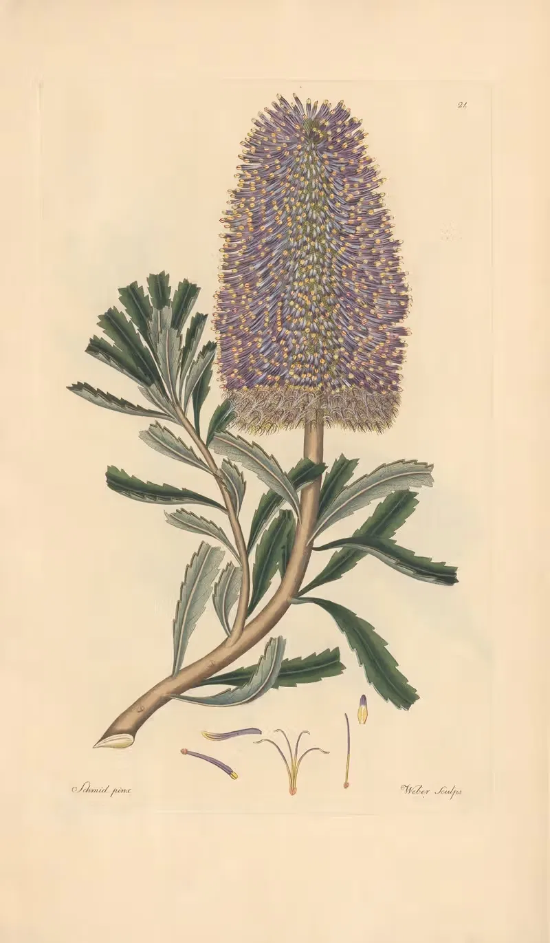 Banksia marcescens by Leopold Trattinnick, 1819 — digital art print download