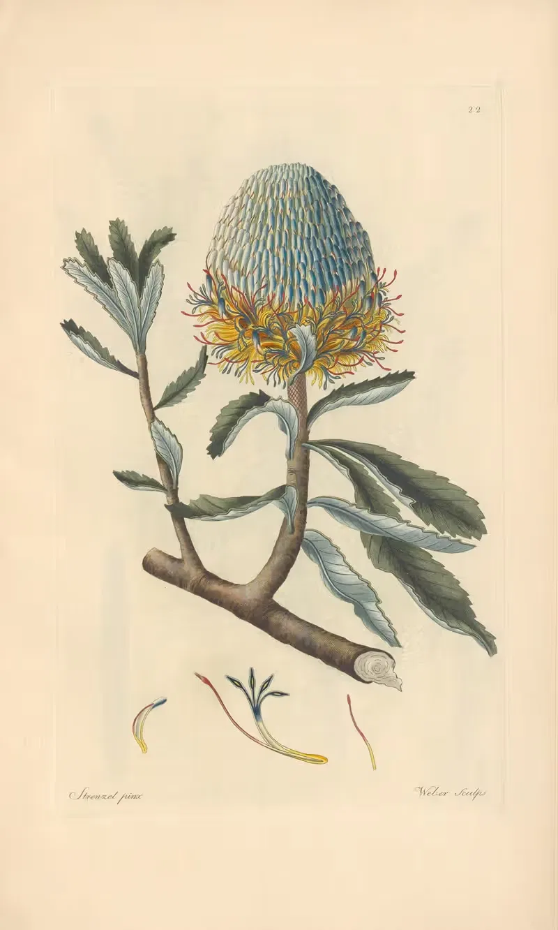 Banksia serrata by Leopold Trattinnick, 1819 — digital art print download