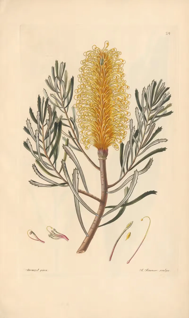 Banksia spinulosa by Leopold Trattinnick, 1819 — digital art print download