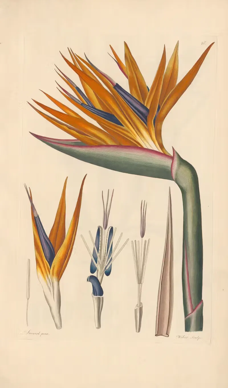 Strelitzia reginae by Leopold Trattinnick, 1819 — digital art print download