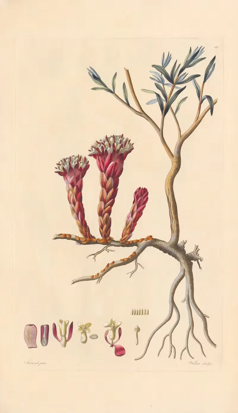 Cytinus hypocistis by Leopold Trattinnick, 1819 — digital art print download