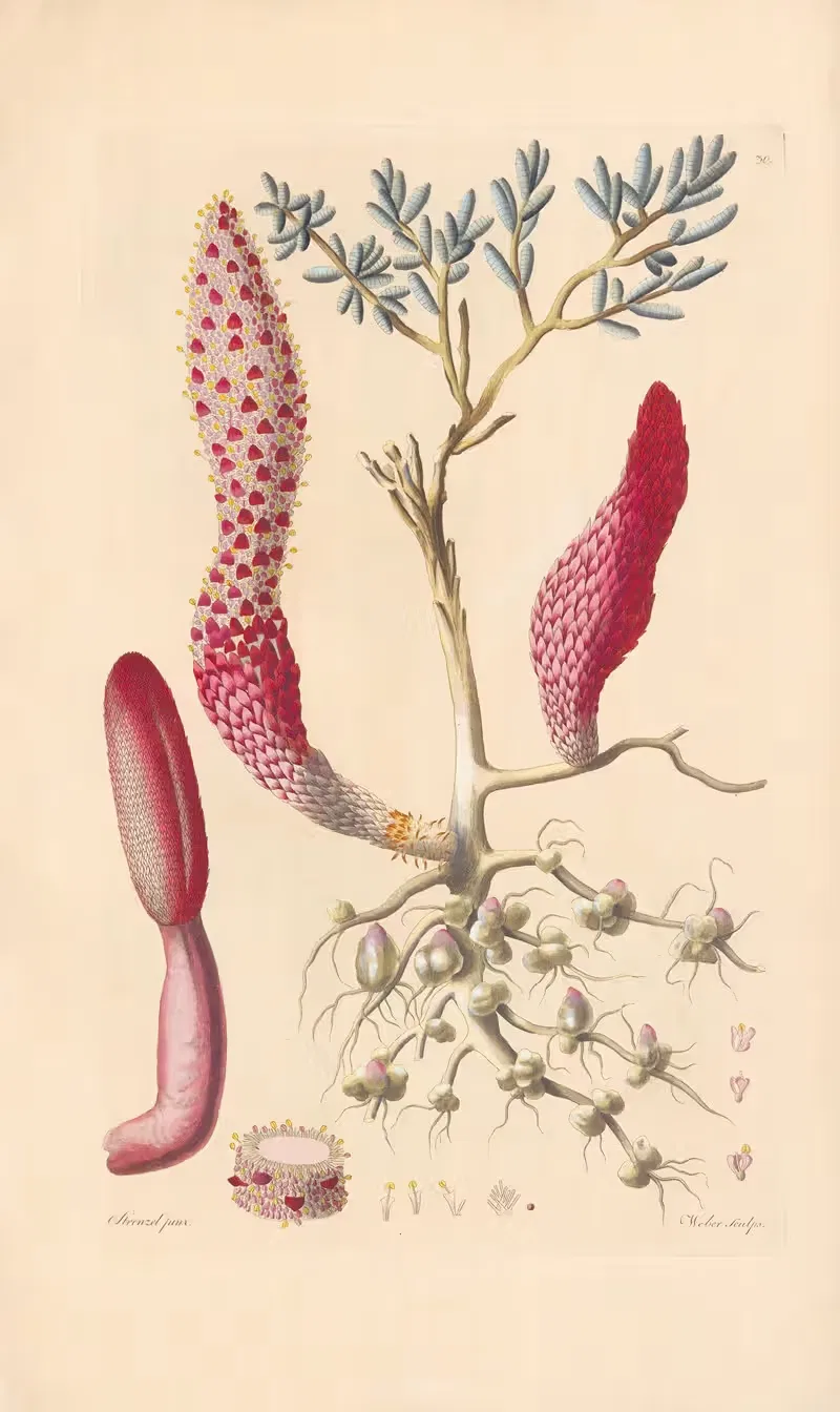 Cynomorium coccineum by Leopold Trattinnick, 1819 — digital art print download