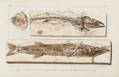 Recherches sur les poissons fossiles Pl.023 by Louis Agassiz, 1833-1843 — digital art print download