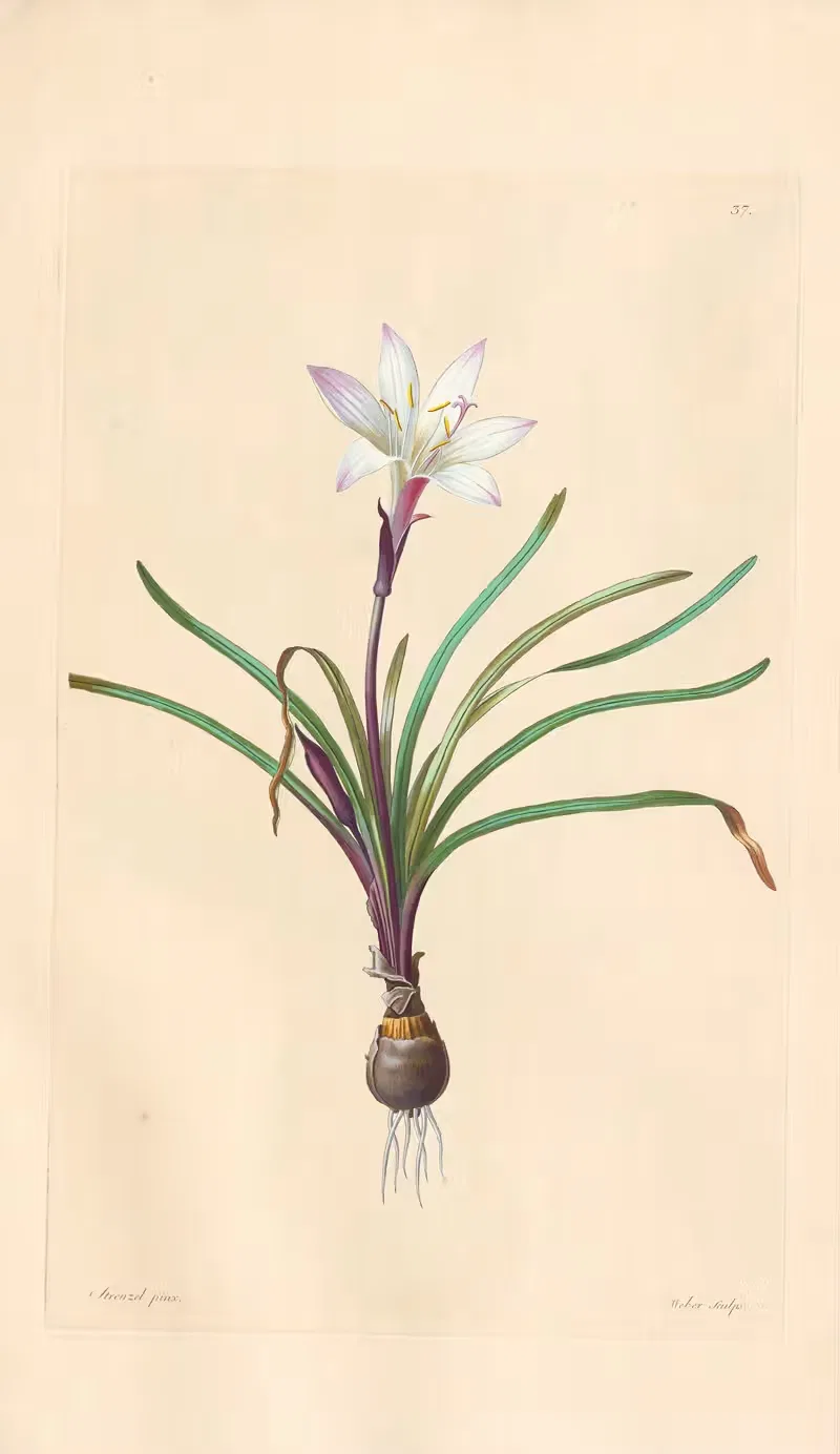 Amaryllis Atamasco by Leopold Trattinnick, 1819 — digital art print download