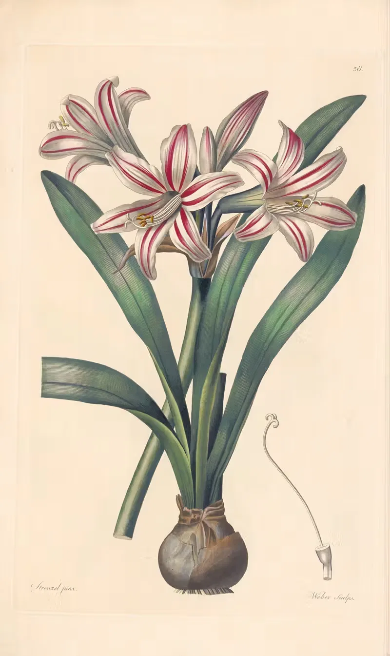 Amaryllis vittata by Leopold Trattinnick, 1819 — digital art print download