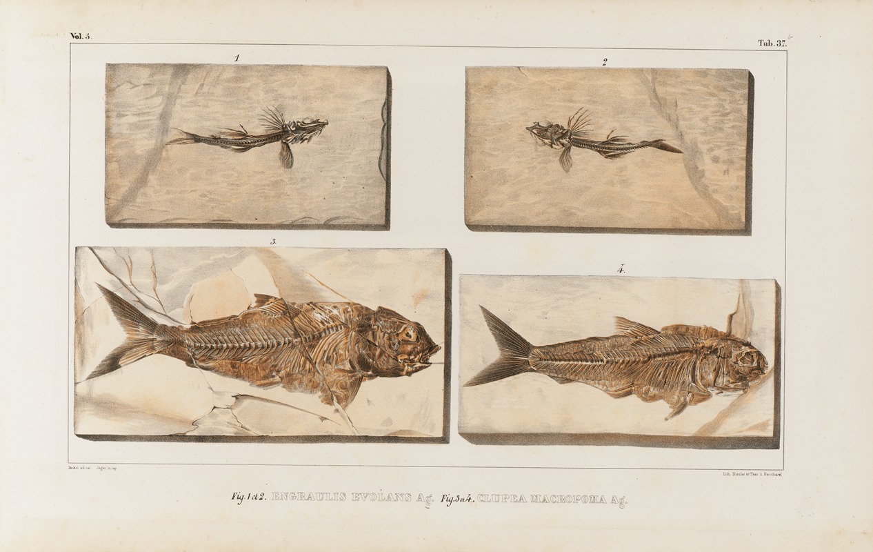 Recherches sur les poissons fossiles Pl.059 by Louis Agassiz, 1833-1843 — digital art print download