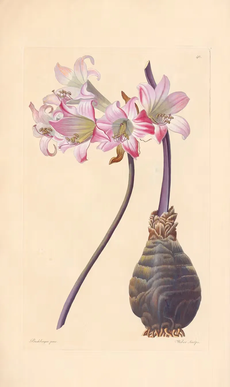 Amaryllis belladonna by Leopold Trattinnick, 1819 — digital art print download