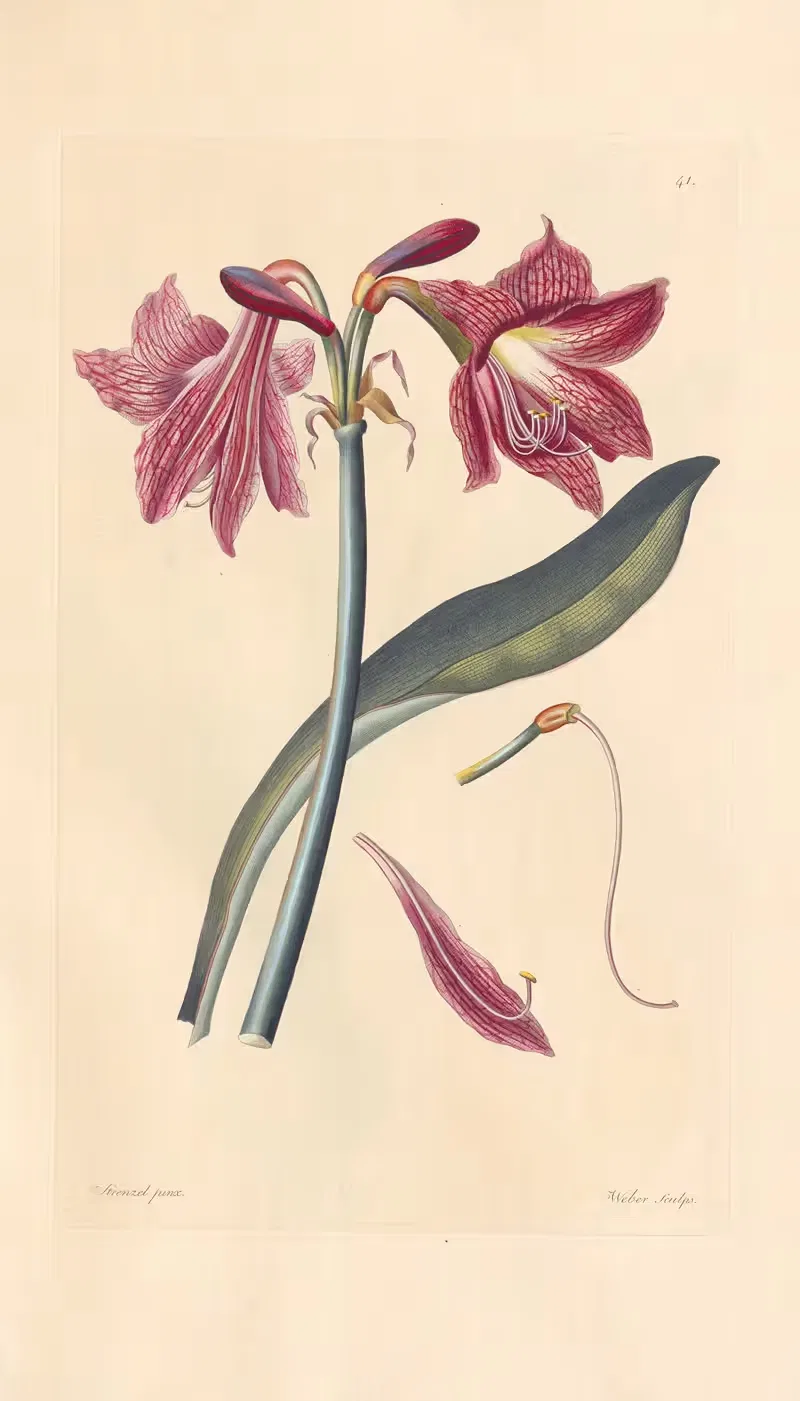 Amaryllis reticulata by Leopold Trattinnick, 1819 — digital art print download