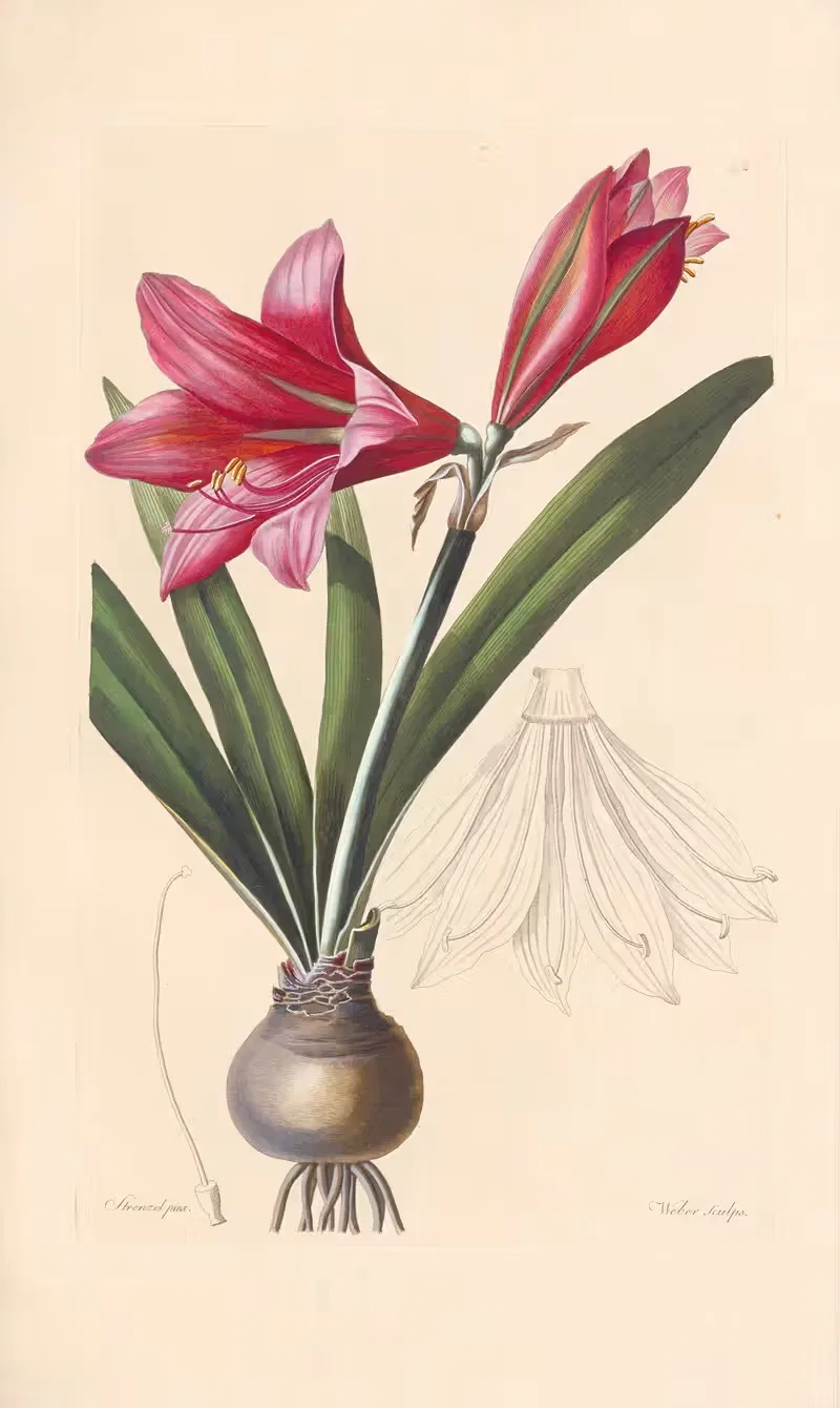 Amaryllis reginae by Leopold Trattinnick, 1819 — digital art print download