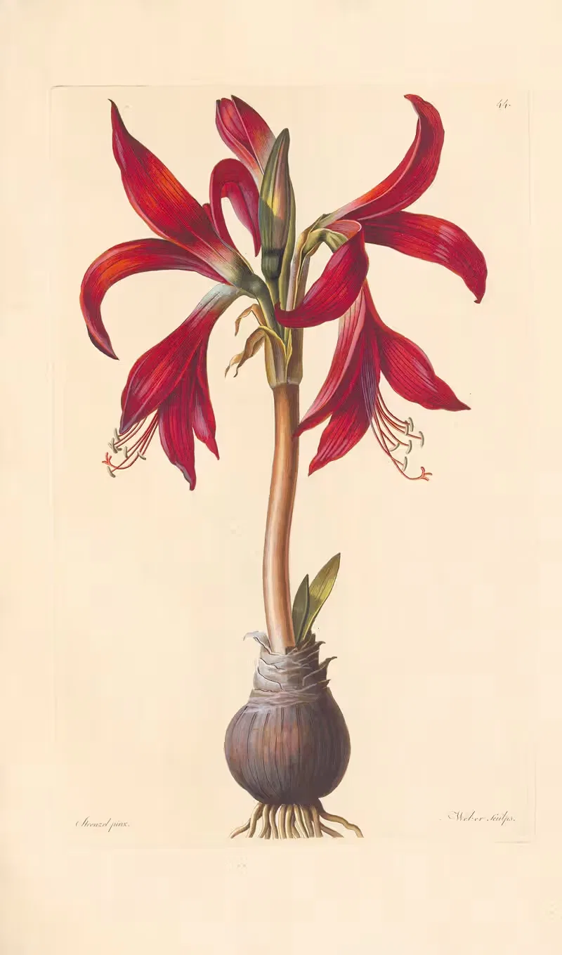 Amaryllis formosissima by Leopold Trattinnick, 1819 — digital art print download