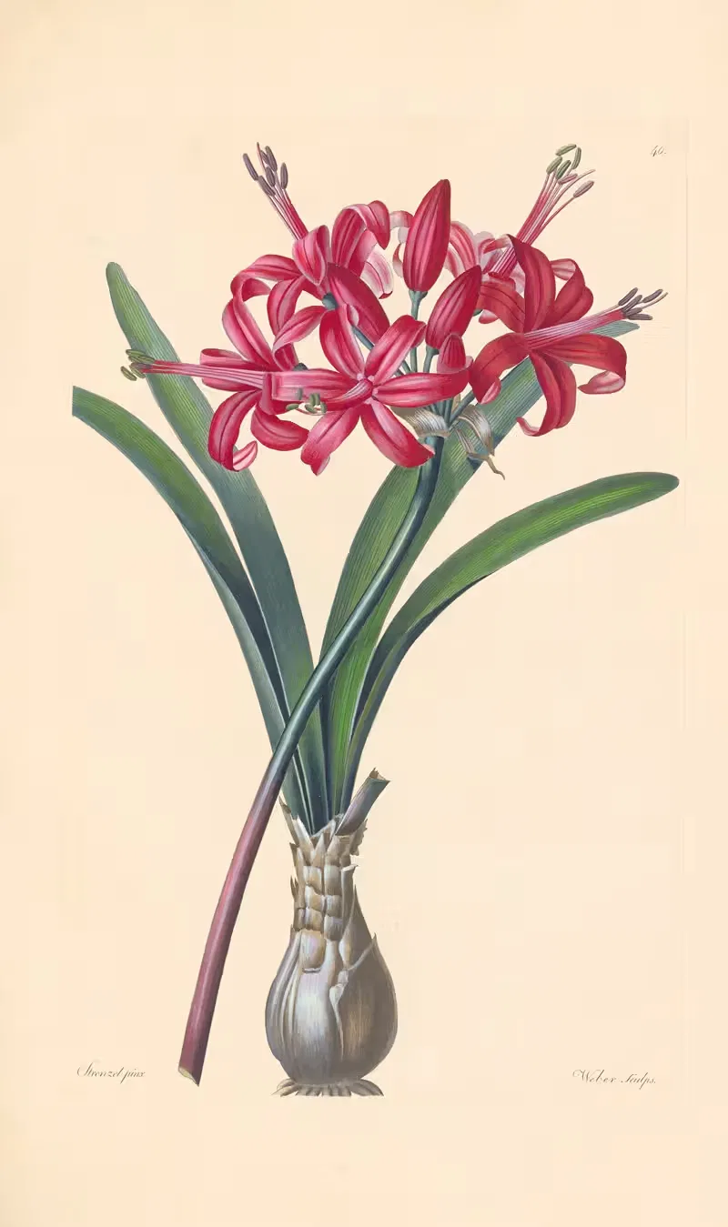 Amaryllis sarniensis by Leopold Trattinnick, 1819 — digital art print download