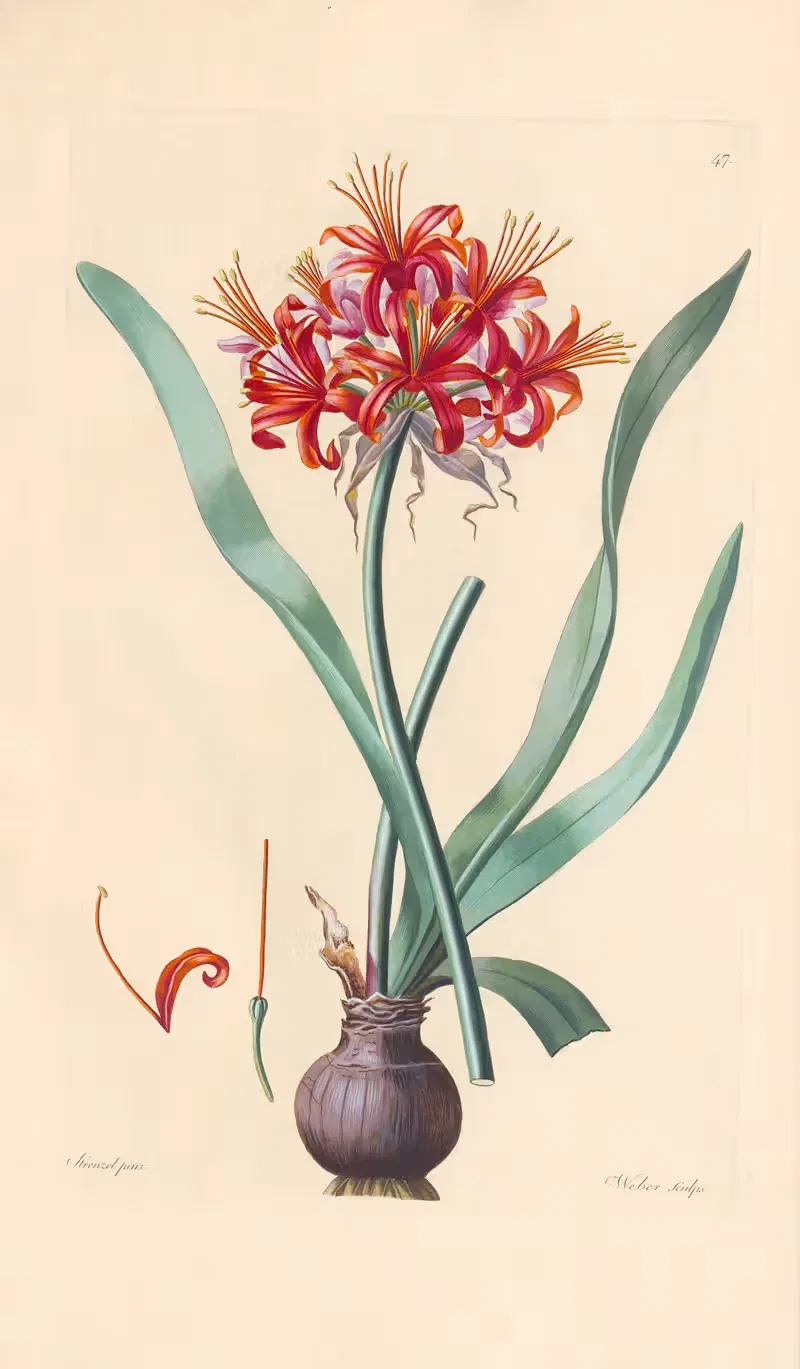 Amaryllis Fothergillii — Leopold Trattinnick