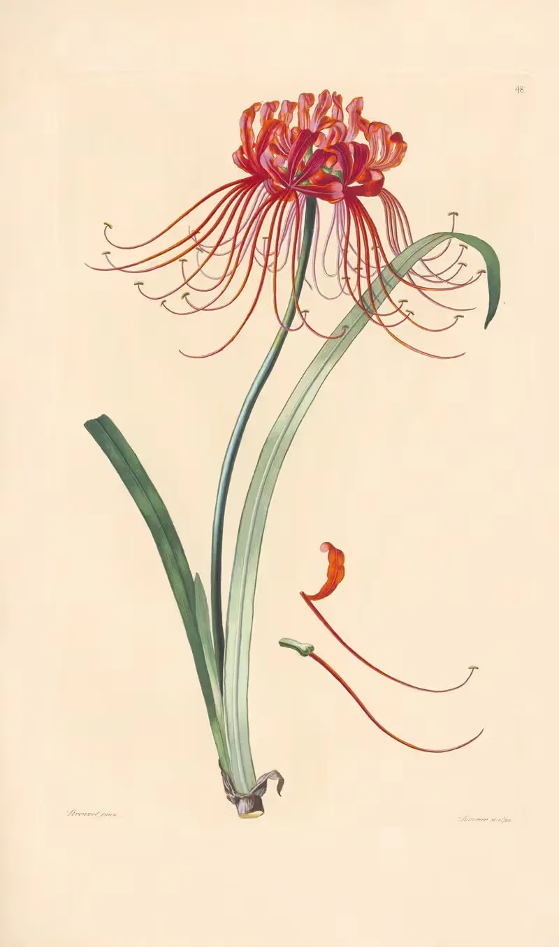 Amaryllis radiata by Leopold Trattinnick, 1819 — digital art print download