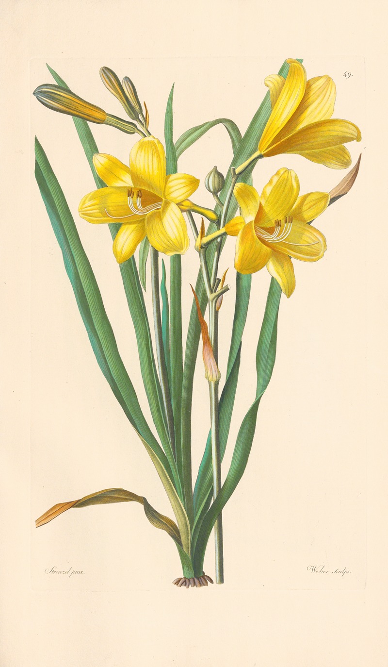 Hemerocallis flava by Leopold Trattinnick, 1819 — digital art print download