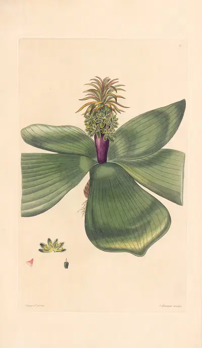 Eucomis purpureocaulis by Leopold Trattinnick, 1819 — digital art print download