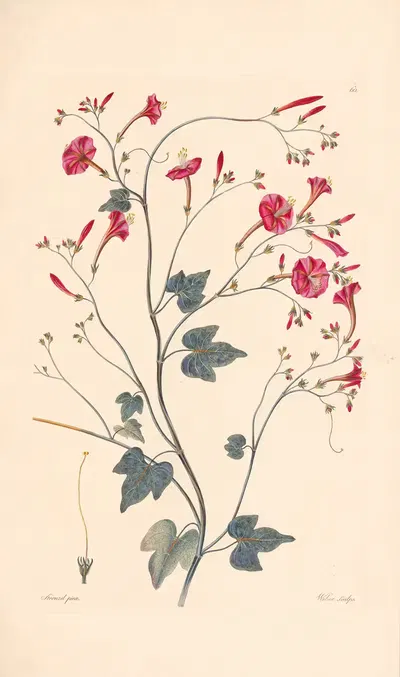 Ipomea hederaefolia by Leopold Trattinnick, 1819 — digital art print download
