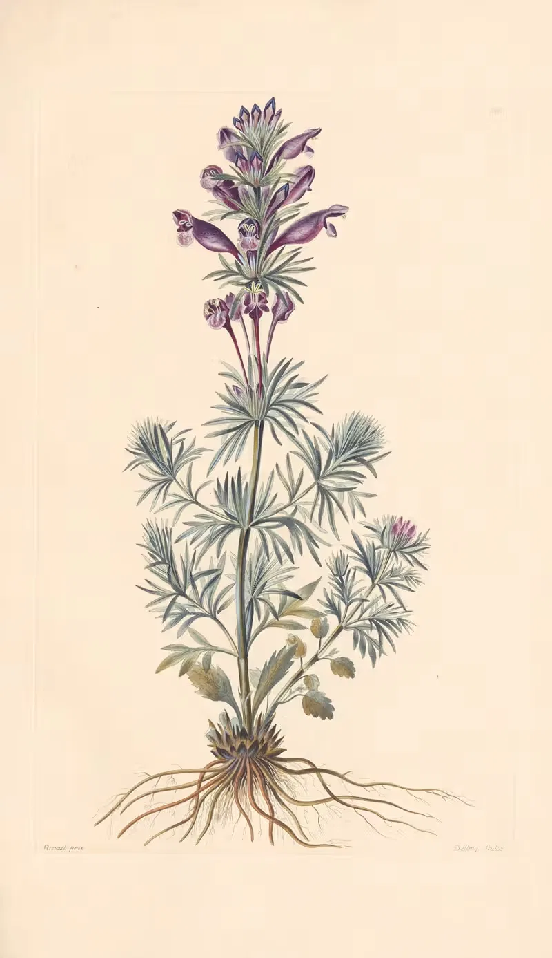 Dracocephalum austriacum by Leopold Trattinnick, 1819 — digital art print download