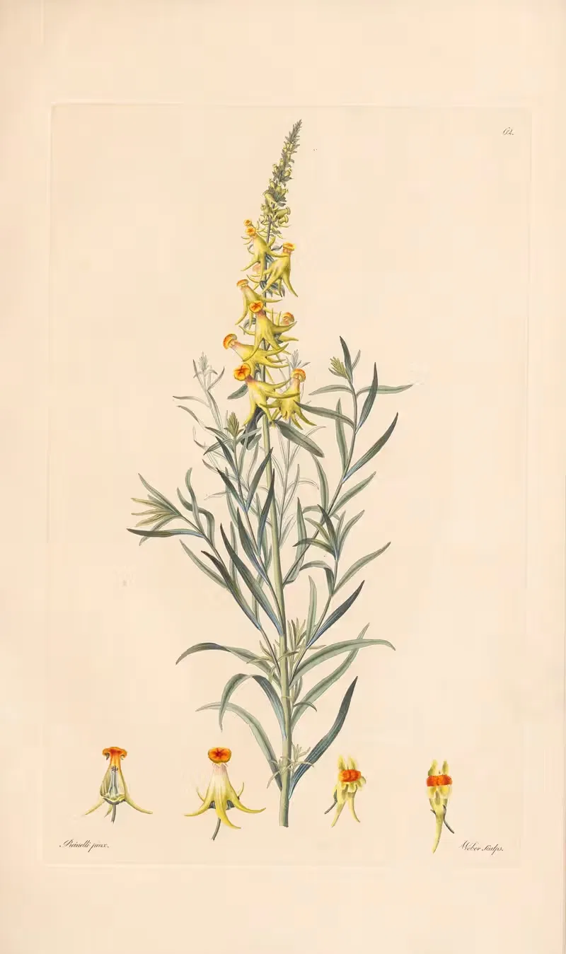 Peloria Linariae vulgaris — Leopold Trattinnick
