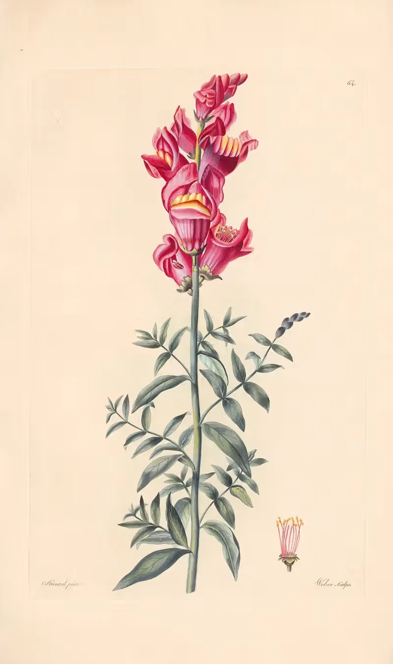 Antirrhinum majus by Leopold Trattinnick, 1819 — digital art print download