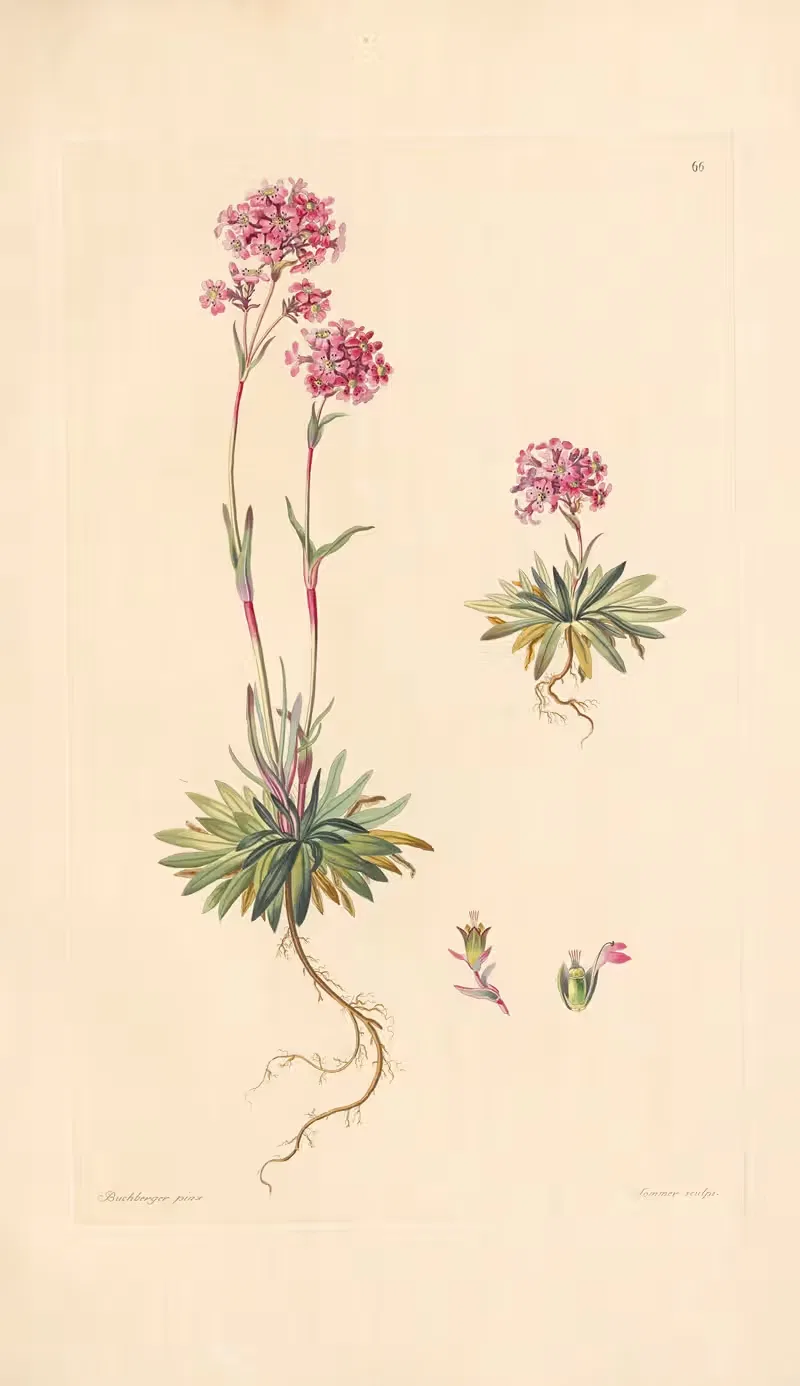 Lychnis alpina by Leopold Trattinnick, 1819 — digital art print download