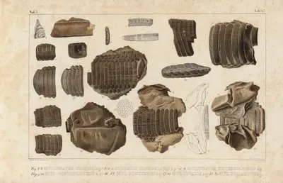 Recherches sur les poissons fossiles Pl.335 by Louis Agassiz, 1833-1843 — digital art print download
