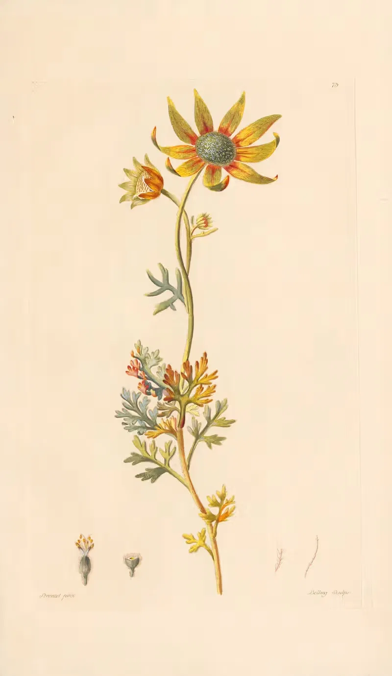 Actinotus Helianthi by Leopold Trattinnick, 1819 — digital art print download