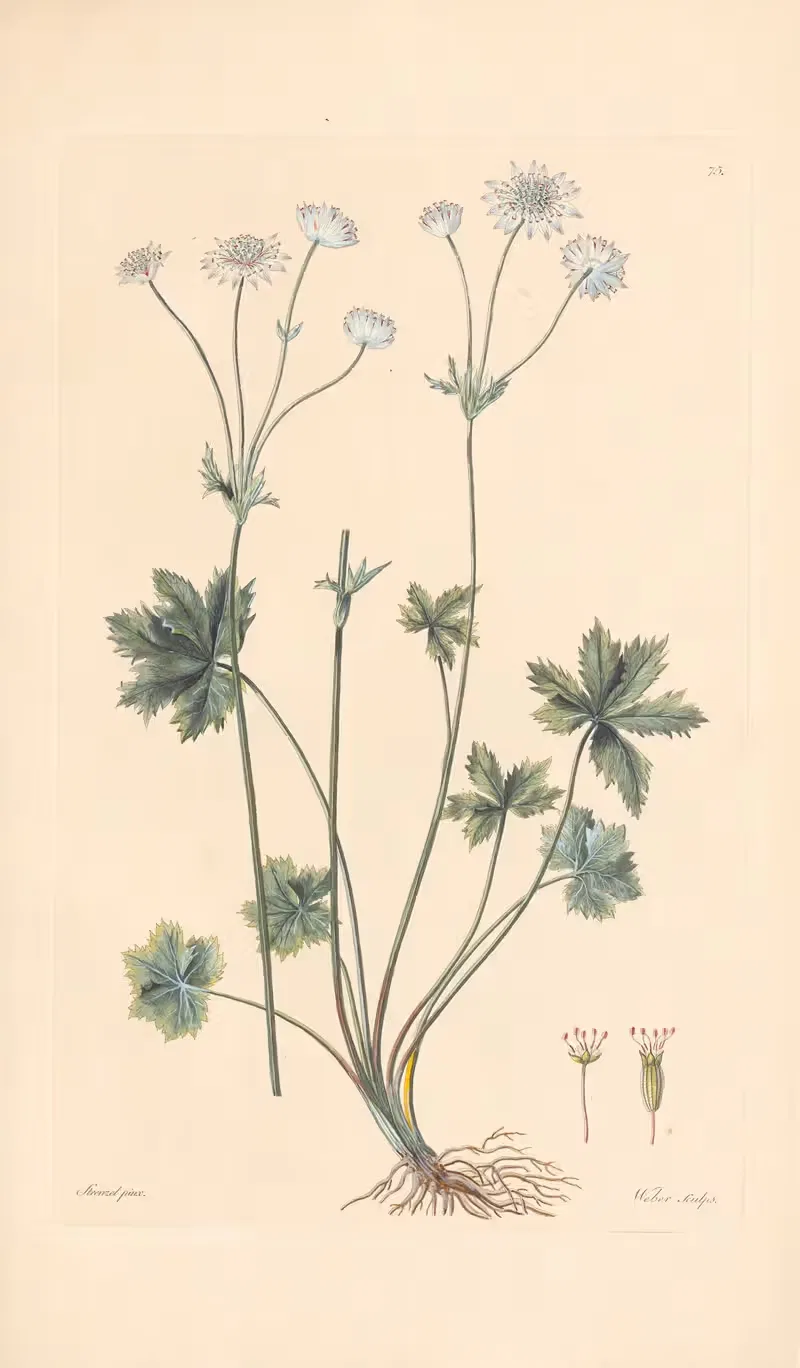 Astrantia carniolica by Leopold Trattinnick, 1819 — digital art print download