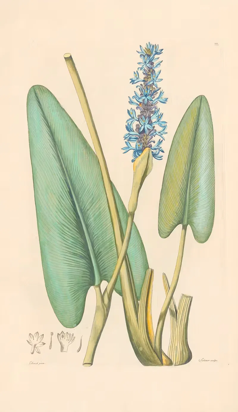 Pontederia cordata by Leopold Trattinnick, 1819 — digital art print download