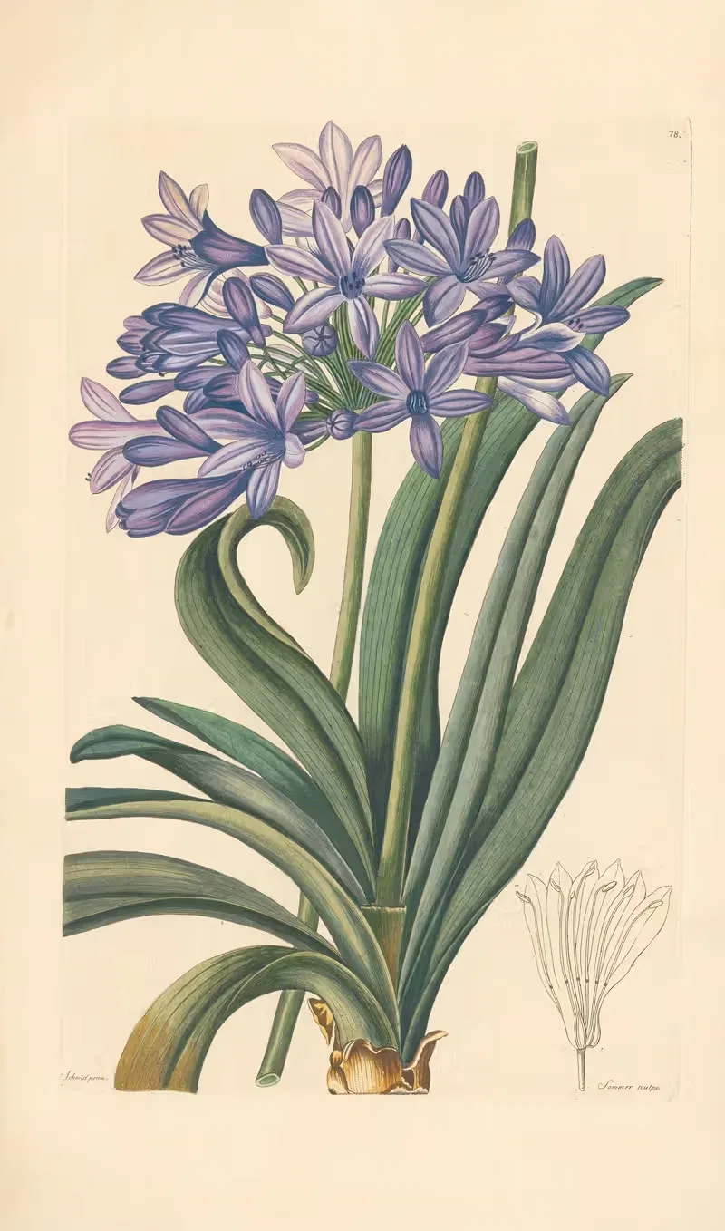 Agapanthus umbellatus — Leopold Trattinnick