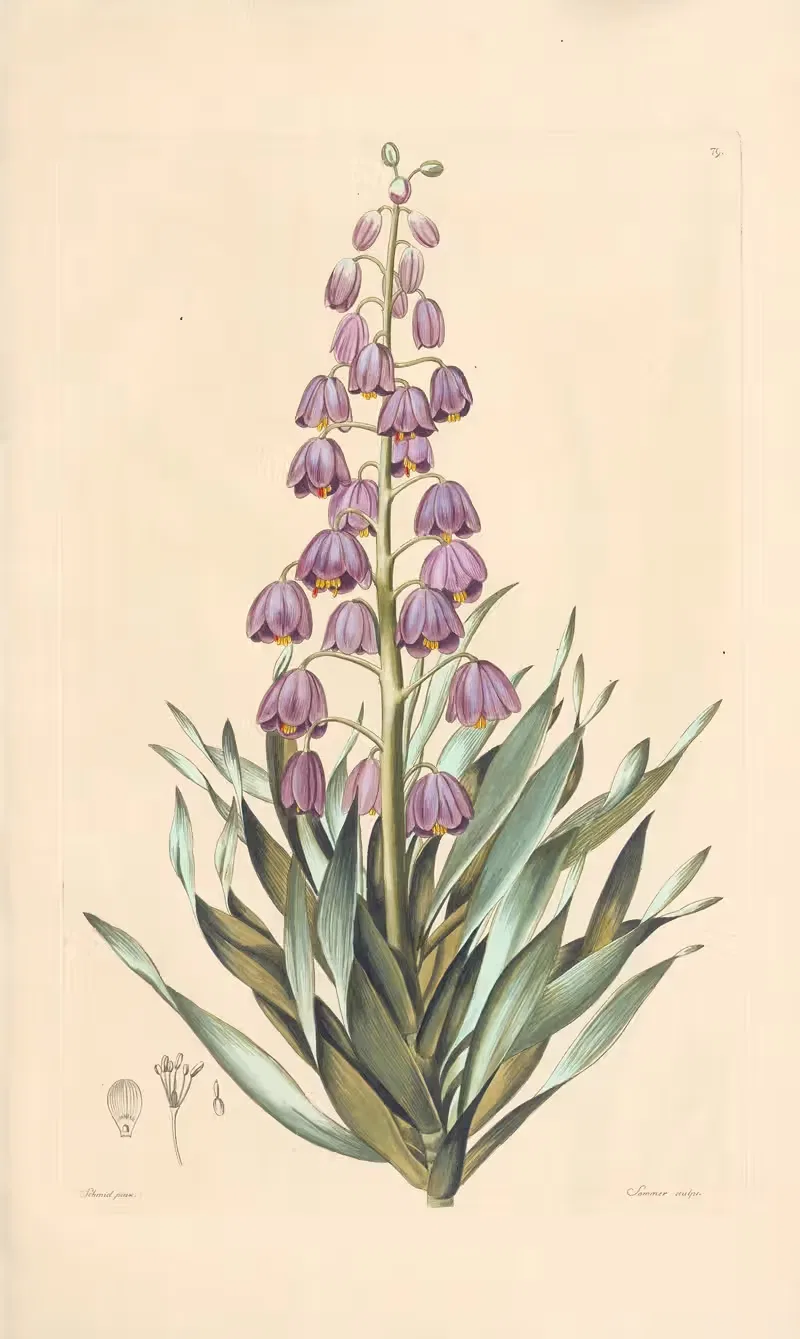 Fritillaria persica — Leopold Trattinnick