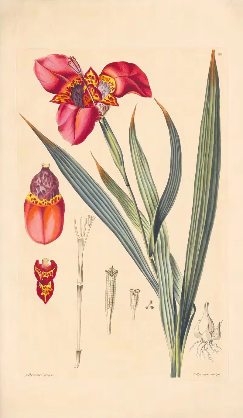 Tigridia pavonia by Leopold Trattinnick, 1819 — digital art print download