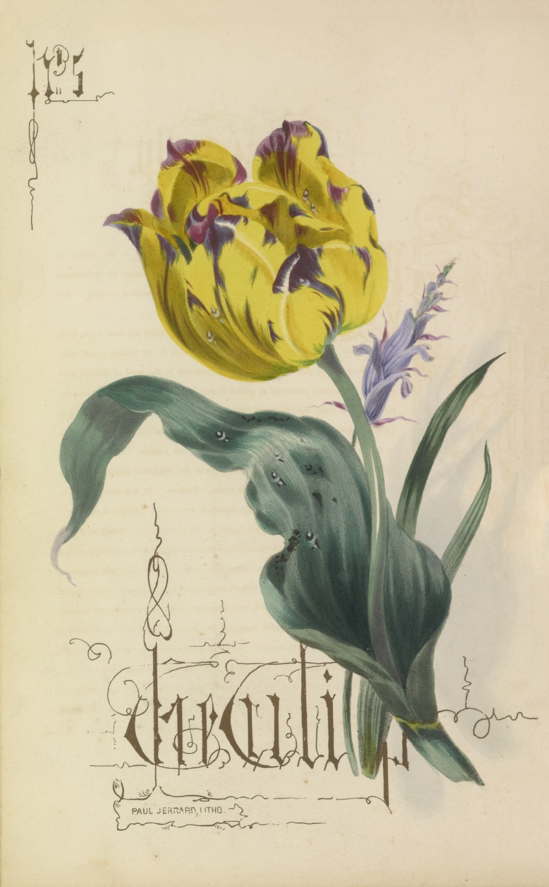 Tulip by Paul Jerrard, 1857 — digital art print download