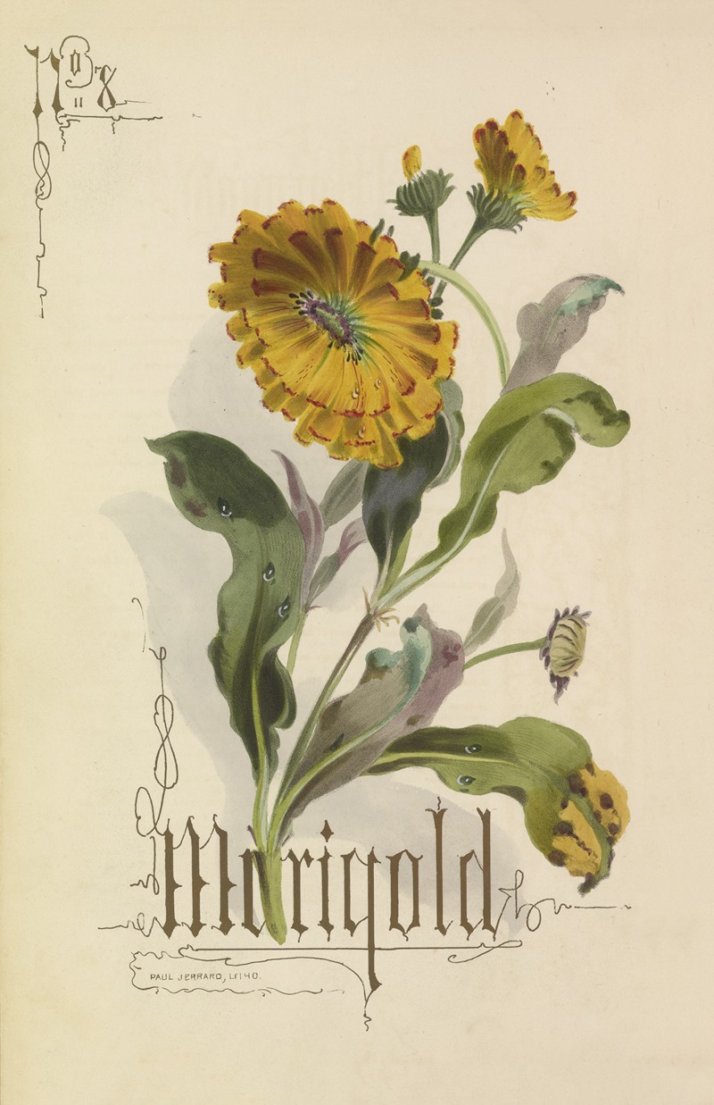 Marigold by Paul Jerrard, 1857 — digital art print download