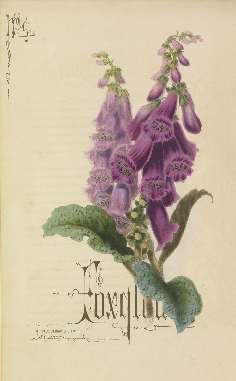 Foxglove by Paul Jerrard, 1857 — digital art print download