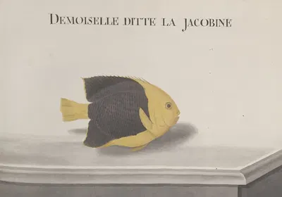 Natural history of Saint Domingue Pl.091 by René de Rabié, 1766 — digital art print download